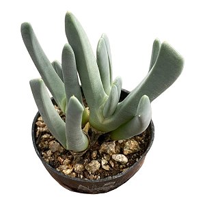 CHEIRIDOPSIS DENTICULATA PT 07