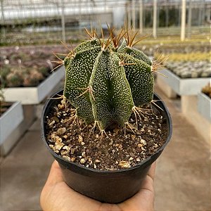 Cacto Astrophytum Ornatum Pote 11 - Super Colecionavel