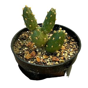 CACTO CUMULOPUNTIA BOLIVIANA PT 09