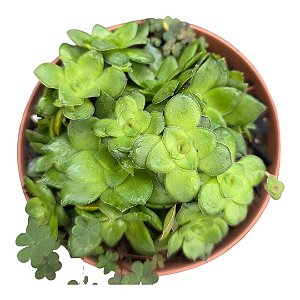 Planta Suculenta Crassula Orbicularis pt 11(colonia)