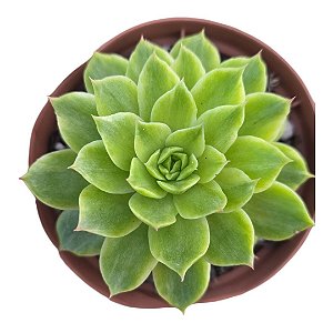 SUCULENTA ECHEVERIA FLAT VARIEGATA  PT11