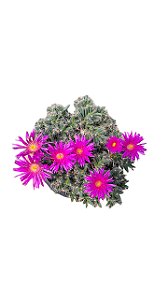 SUCULENTA TRICHODIADEMA DENSUM POTE 11