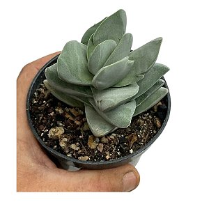 CRASSULA IVORY TOWER PT 09