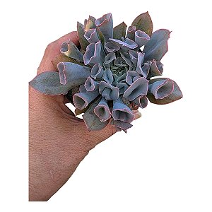 Suculenta Echeveria Pink Trumpet