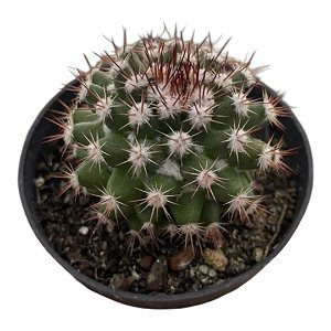 Cacto Mammillaria Mammillaris pote 6 cm (pequeno)