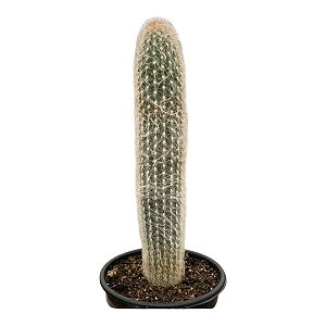 Cacto ESPOSTOA SP NOVA BELLA  pt 14 cm (+12 cm)