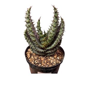 SUCULENTA ALOE MARLOTHII PT 14 cm ou ALOE DAS MONTANHAS