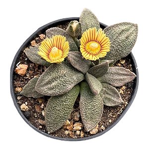 ALOINOPSIS RUBROLINEATA PT 09(caudex)(pequena)
