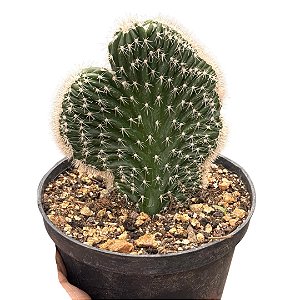 PLANTA CACTO CLEISTOCACTUS CRISTATA (RABO DE SEREIA) PT 11
