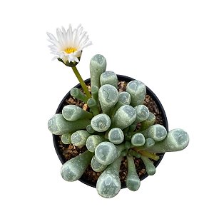 FENESTRARIA AURANTHIACA (FLOR BRANCA ) PT 07 DEDINHO DE ET
