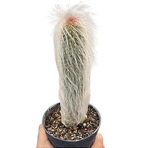 Cacto Espostoa Hylaea pt 14 cm (+12 cm)