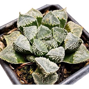 Suculenta Haworthia Korizato "Coleção"pt 11 importada