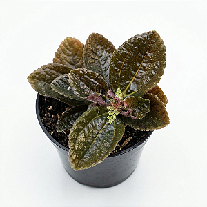 Muda de Pilea Repens pote 11 cm