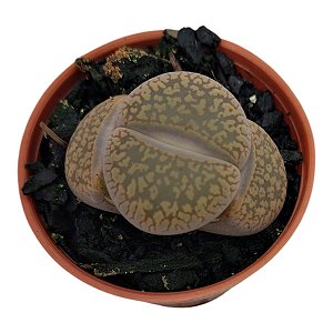 Pedra Viva- Lithops pote 7