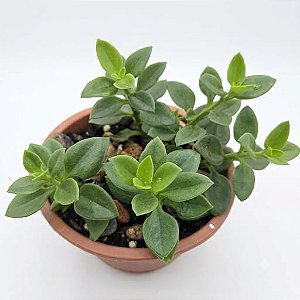 Suculenta Rosinha do Sol ou Aptenia cordifolia cuia 13