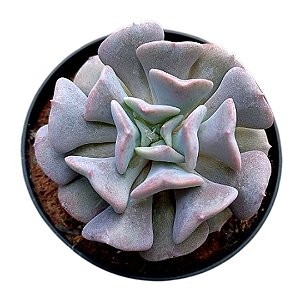Suculenta Echeveria Cubic Frost