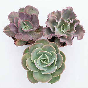 Kit Suculentas Hibridas Gigantes  (3 GIBBIFLORAS)
