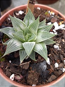 Haworthia Turgida Grey Ghost Variegata pote 11