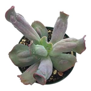 Suculenta Echeveria Culibra