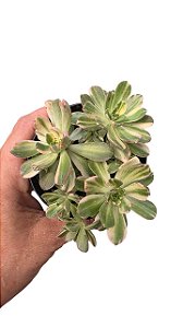 Suculenta Aeonium Castello Paivae pote 9