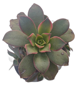 Planta Suculenta Aeonium Kiwi