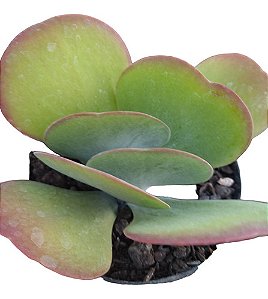 Suculenta Kalachoe Thyrsiflora Ou Orelha De Elefante Vaso 11