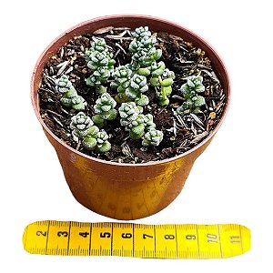 Suculenta Crassula Corallina pote 9