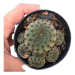 Cacto Sulcorebutia Rauschii (colonia)vaso 9cm