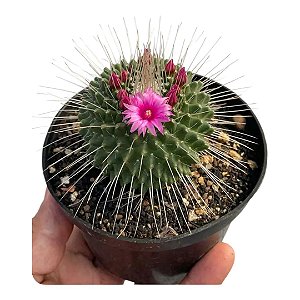 Planta Cacto Mammillaria Picus pt9