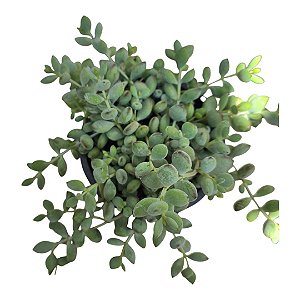 Planta Suculenta Cotyledon Pendens Cuia 13