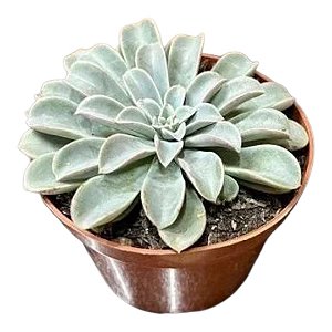 Planta Suculenta Echeveria Fantastic Fountain pote 9 cm