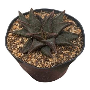 Suculenta Haworthia Koelmaniorum "Coleção"pt 11