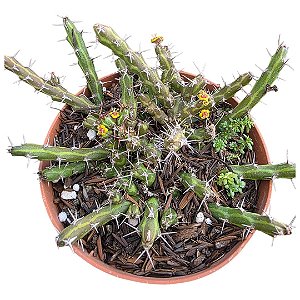 Planta Euphorbia Dichroa (vaso 11cm)