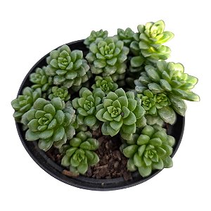 Planta Suculenta Sedum Crominosedum Little Gem