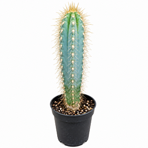 Cacto Azul Pilosocereus Azureus – Cacto Colunar de Coleção