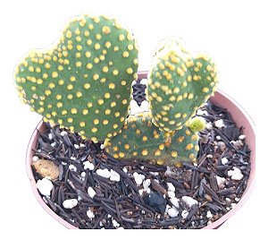 Cacto Opuntia Microdasys F. Cristata (orelha De Mickey)