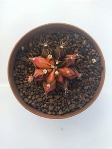 Cacto Gymnocalycium Mihanovichii Variegata