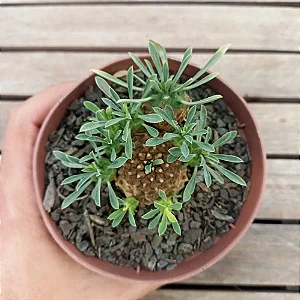 Planta Euphorbia Japônica