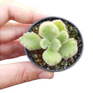 Suculenta Patinha de Urso – Cotyledon tomentosa