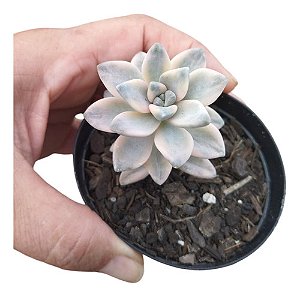 Planta Suculenta Graptopelatum Victor Kane Variegata
