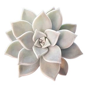 Planta Suculenta Echeveria Paraguaense