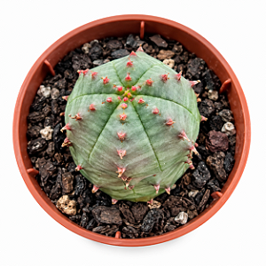 Planta Euphorbia Hybrid Obesa X Globosa