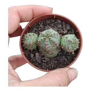 Planta Euphorbia Hybrid Obesa  X Globosa