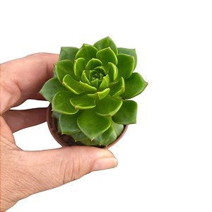 Suculenta Echeveria Letízia pote 6