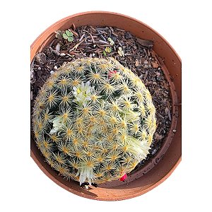 Cacto Mamillaria Schideana  Colecionador