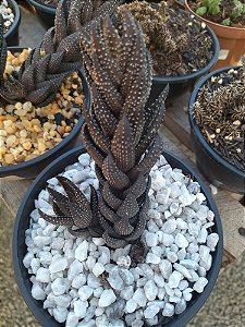 Planta suculenta Haworthia Aloe Coarctata pote 9