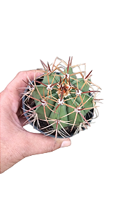 Cacto Cabeça Ou Coroa De Frade Melocactus Zehntneri