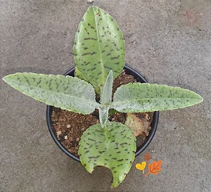 Suculenta Kalanchoe Orelha de Burro