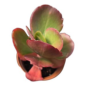 Kalanchoe Vivien