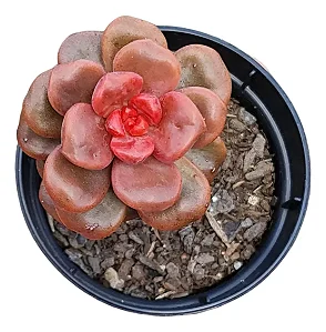 Planta Suculenta Adria Bubaloo (pequena)